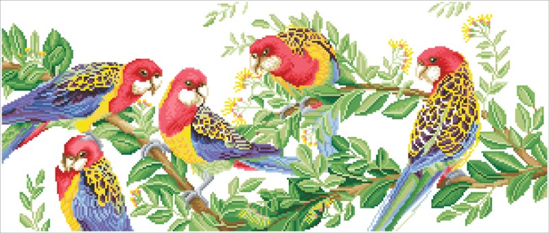 DD13.025 - Eastern Rosella Gathering