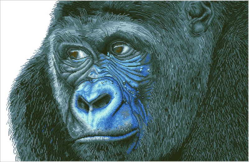 DD15.018 - Kibali Western Lowland Gorilla