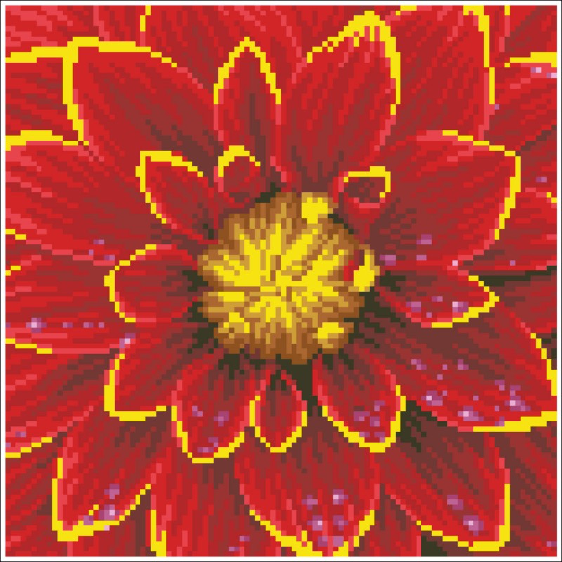 DD5.037 - Dahlia