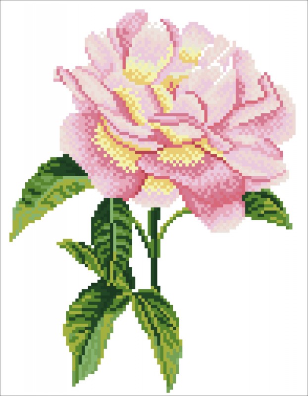 DD5.069 - Pink Rose
