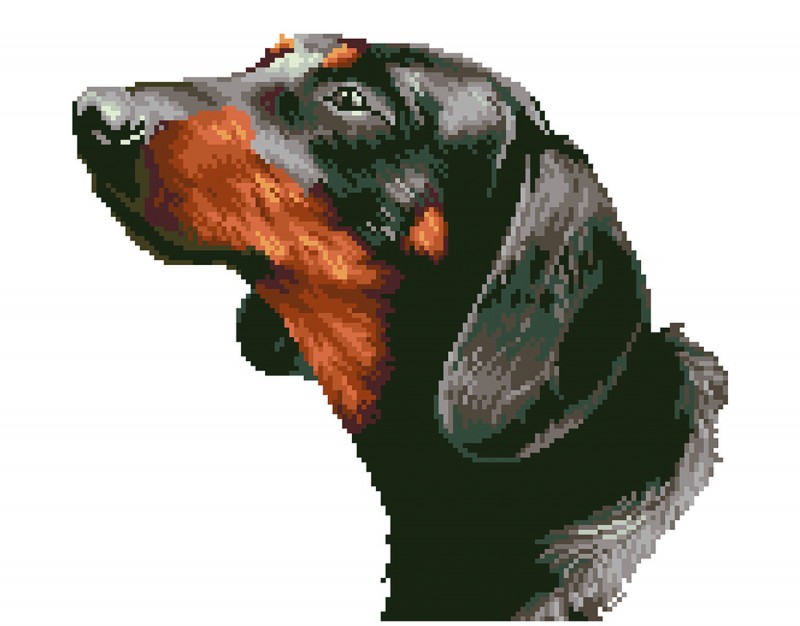 DD7.033 - Noble Dachsie