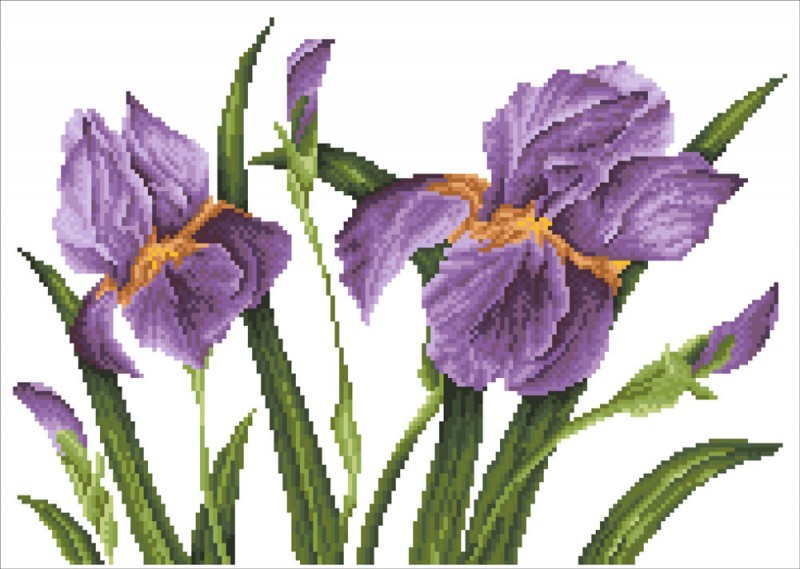 DD9.016 - Iris Sunset