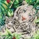 DD10.006 - White Tiger & Cubs