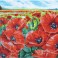 DD10.013 - Red Poppy Field