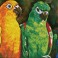 DD10.025 - Rainbow Parrots