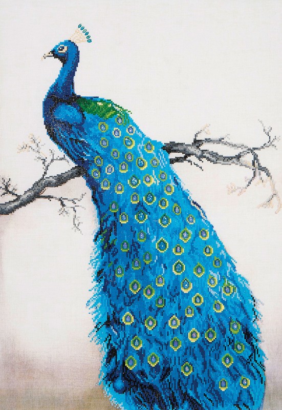 DD13.012 - Blue Peacock