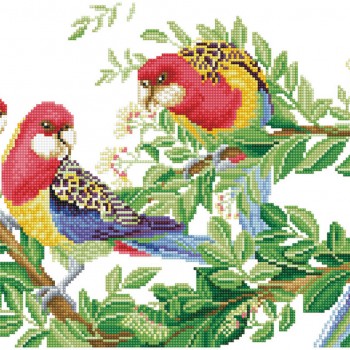DD13.025 - Eastern Rosella Gathering