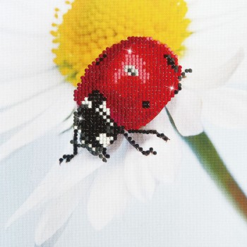 DD3.001 - Daisy Lady