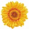 DD3.004 - Happy Day Sunflower