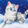 DD5.006 - Kitten in the Snow