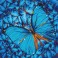 DD5.014 - Flutter by Blue