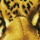 DD5.028 - Leopard Spy