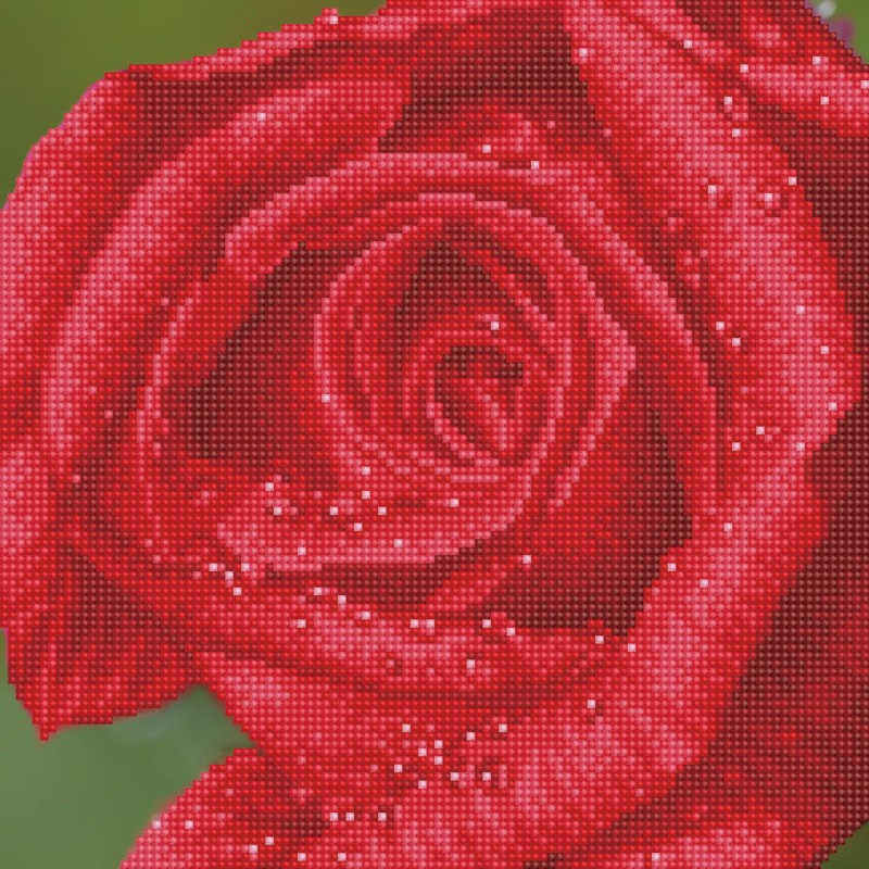 DD5.039 - Rose Dew