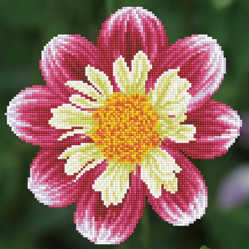 DD5.040 - Daisy-A-Day