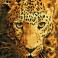 DD6.005 - Jaguar Prowl