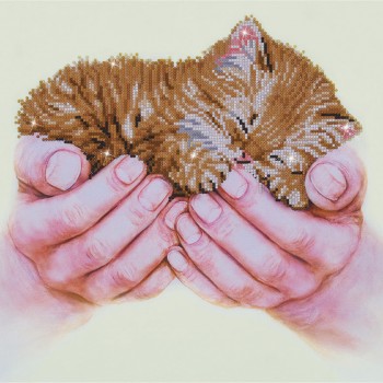 DD7.011 - Precious Kitten