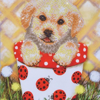 DD7.013 - Pup in Pot