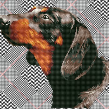 DD7.033 - Noble Dachsie