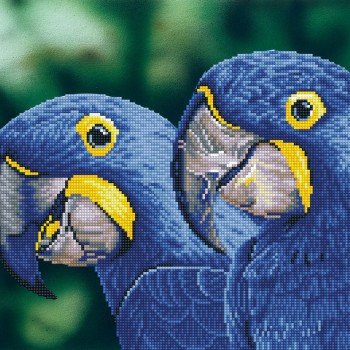 DD9.023 - Blue Hyacinth Macaws