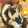 DD9.035 - Wild & Free