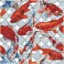 DD9.051 - Koi Mosaic