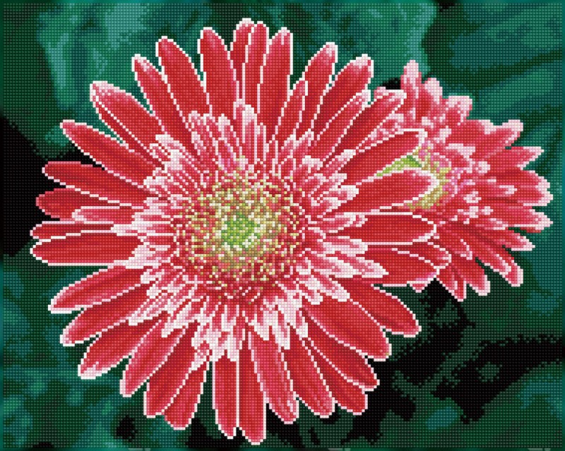 Pink Gerberas Pink Gerberas