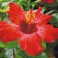 Hibiscus in bloom