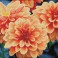 Peach Dahlias