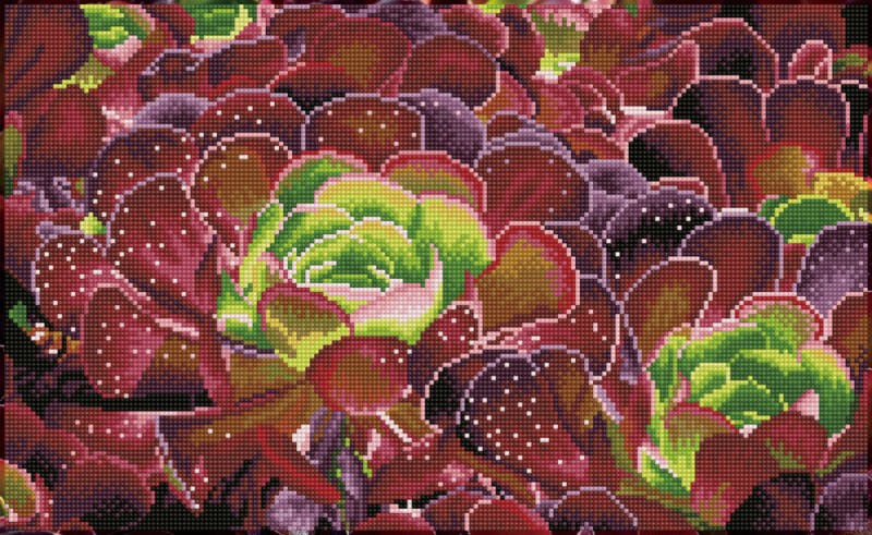 Succulents