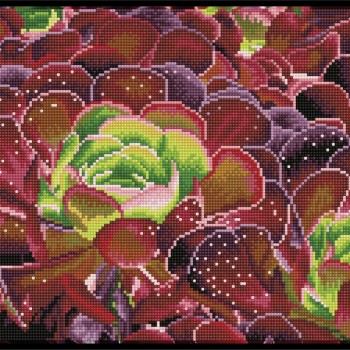 Succulents - Pre-Framed Kit