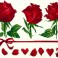 Rose Gift