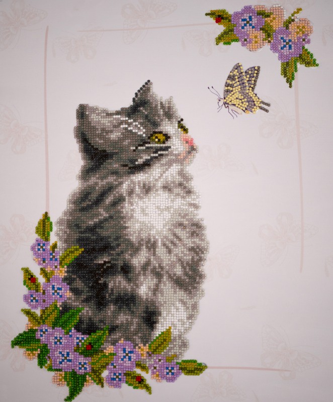 Curious Kitten Curious Kitten