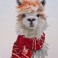 Cozy Llama