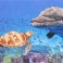 Sea Frolic