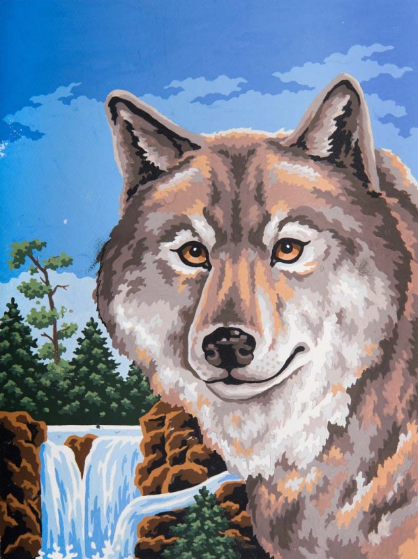 10487 - Wolf portrait 10487 - Wolf portrait
