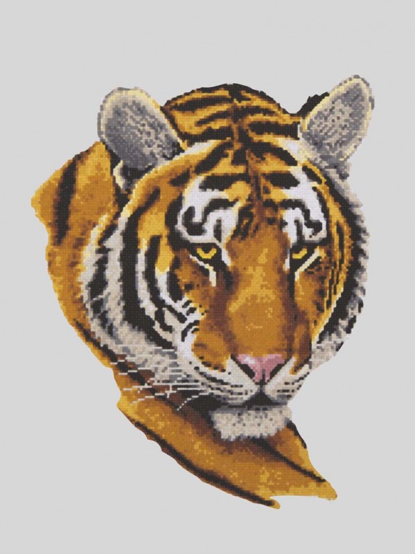 10484 - Tiger Portrait 10484 - Tiger Portrait