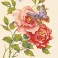 10469 - Pink Roses and Butterfly