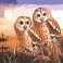 10465 - Owls by Moonlight