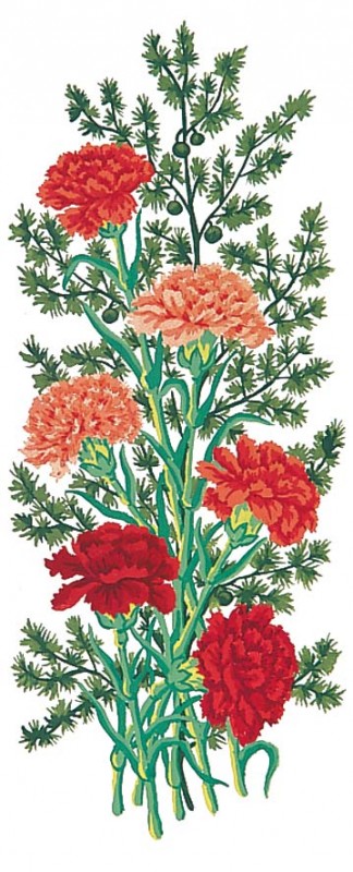 8020 - Carnations 8020 - Carnations
