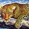 6254 - Leopard