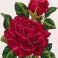 3285 - Red Rose and Rose Bud