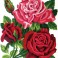 3282 - Trio of Roses
