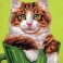 3272 - Ginger and White Cat