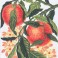 3163 - Oranges