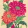 3115 - Orange Daisies