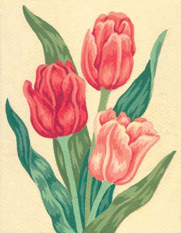 3105 - Tulips 3105 - Tulips