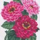 3046 - Zinnias