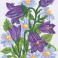 3041 - Bluebells