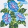3038 - Morning Glory