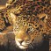 10502 - Jaguar Prowl